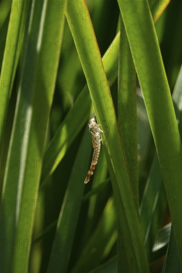 Dragonfly larva, July, Germany