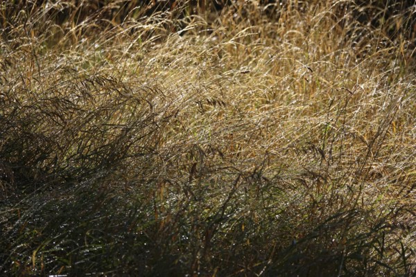 Wild meadow in summer, Germany