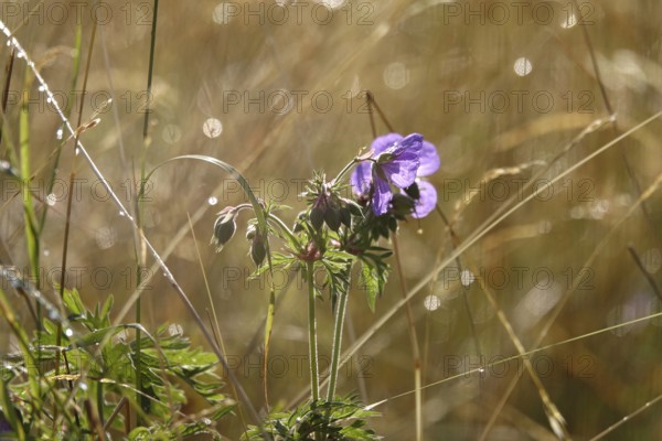 Meadow cranesbill, July, Germany