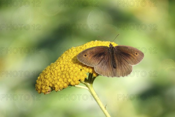 Meadow Brown on a plant in the garden, July, Germany