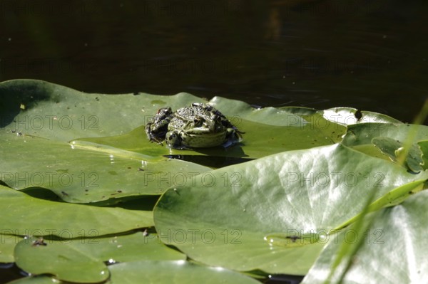 Frog on a water lily leaf, July, Germany