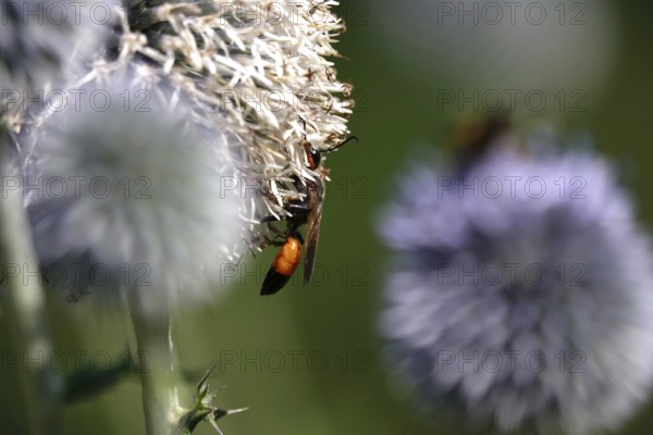 Grasshopper sand wasp, July, Germany