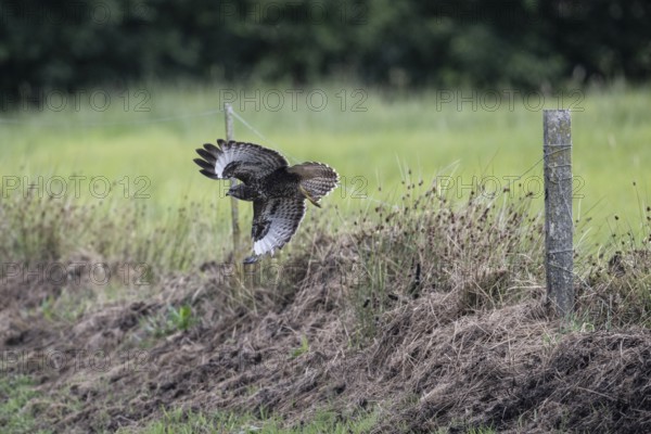Common buzzard (Buteo buteo), flying, Emsland, Lower Saxony, Germany