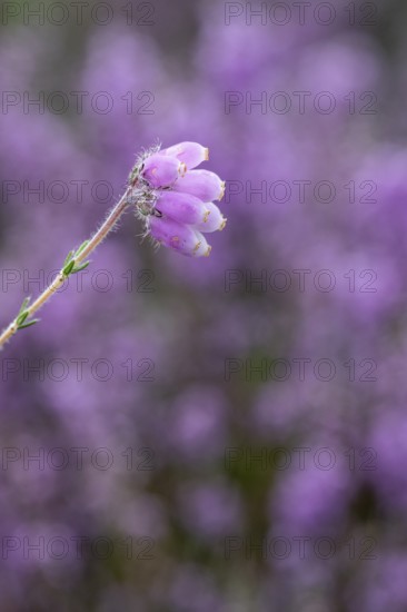 Bell heather (Erica tetralix), Emsland, Lower Saxony, Germany