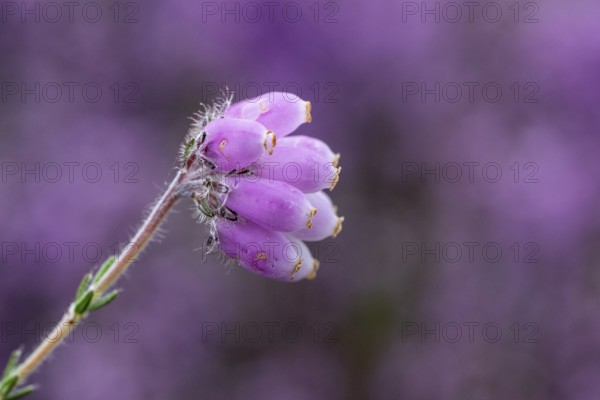 Bell heather (Erica tetralix), Emsland, Lower Saxony, Germany