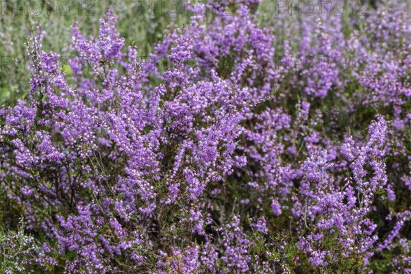 Heather (Calluna vulgaris), Emsland, Lower Saxony, Germany