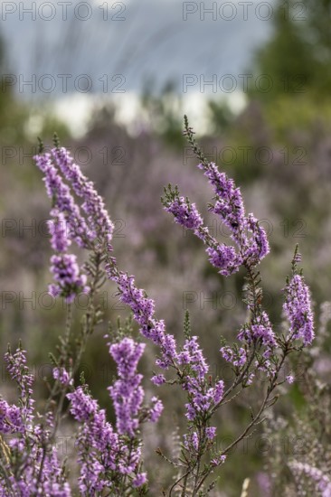 Heather (Calluna vulgaris), Emsland, Lower Saxony, Germany