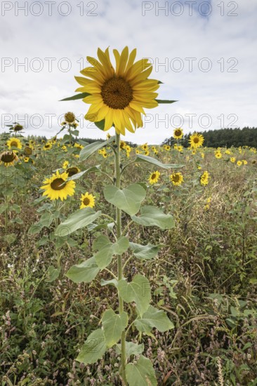 Sunflowers (Helianthus annuus), Emsland, Lower Saxony, Germany
