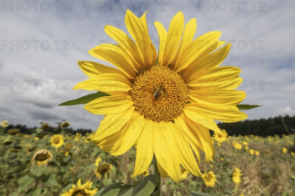 Sunflowers (Helianthus annuus), Emsland, Lower Saxony, Germany