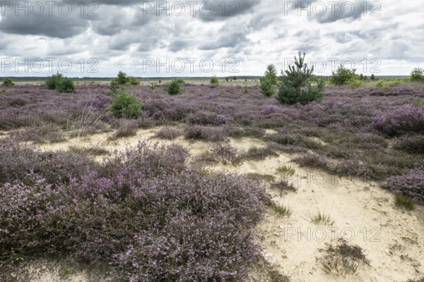 Heathland (Calluna vulgaris), Emsland, Lower Saxony, Germany