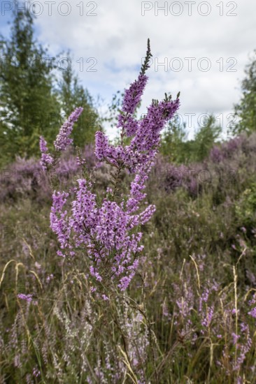 Heathland (Calluna vulgaris), Emsland, Lower Saxony, Germany