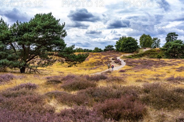 Westruper Heide, in the Hohe Mark Westmünsterland nature park Park, near Haltern am See, heather blossom, North Rhine-Westphalia, Germany