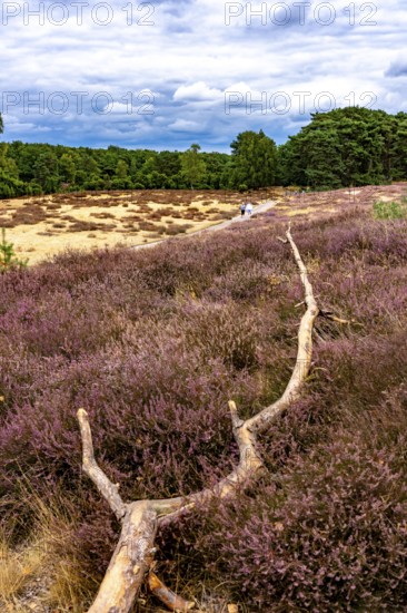 Westruper Heide, in the Hohe Mark Westmünsterland nature park Park, near Haltern am See, heather blossom, North Rhine-Westphalia, Germany