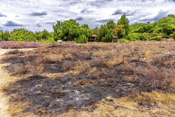 Westruper Heide, in the Hohe Mark Westmünsterland nature park Park, near Haltern am See, heather blossom, North Rhine-Westphalia, Germany Burnt heath soil, after vegetation fire