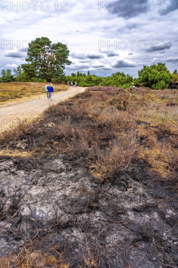 Westruper Heide, in the Hohe Mark Westmünsterland nature park Park, near Haltern am See, heather blossom, North Rhine-Westphalia, Germany Burnt heath soil, after vegetation fire