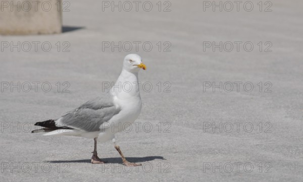 A herring gull walks across a light grey concrete floor in sunny weather, Brittany, France