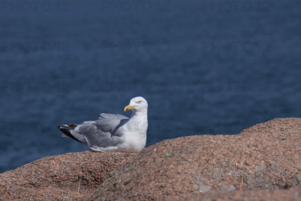 Herring gull sitting on a granite rock, Brittany, France