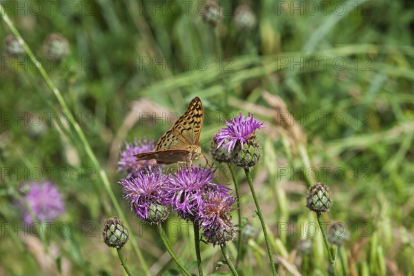 Pearl-bordered Fritillary, occasionally also Pearl-bordered Fritillary (Argynnini), Provence, France