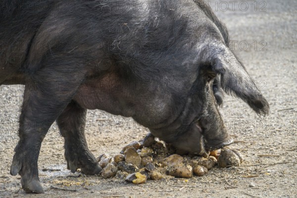 Gascon pig feeding, Alsace, France