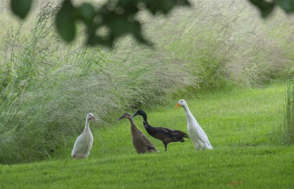 Runner ducks, Münsterland, North Rhine-Westphalia, Germany