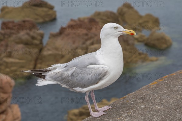 Herring Gull (Larus argentatus), sitting on a rock, Ile de Brehat, Brittany, France