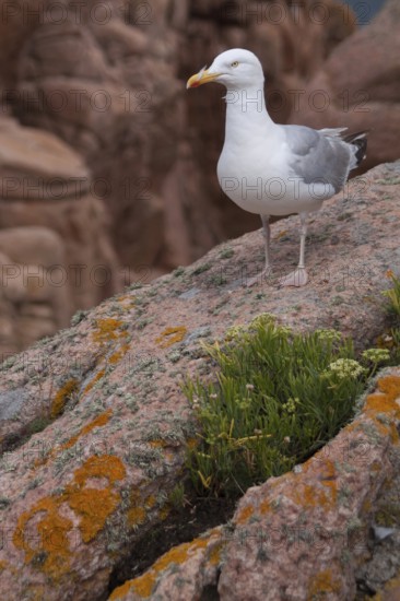 Herring Gull (Larus argentatus), sitting on a rock, Ile de Brehat, Brittany, France