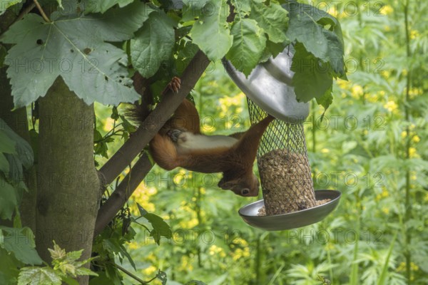 Squirrel (Sciurus vulgaris) at a bird feeder, Münsterland, North Rhine-Westphalia, Germany