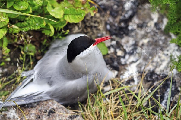 Arctic tern (Sterna paradisaea) in the nest, Tönning, Wadden Sea National Park, North Frisia, Germany
