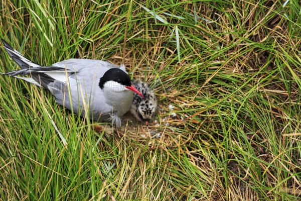 Arctic Arctic Tern (Sterna paradisaea), with chicks in the nest, Tönning, Wadden Sea National Park, North Frisia, Germany