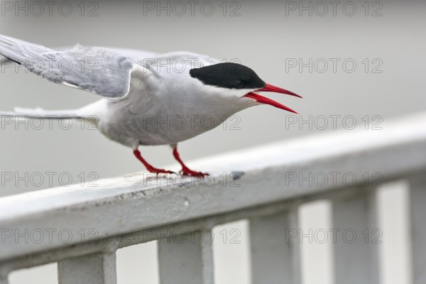 Arctic Arctic Tern (Sterna paradisaea), calling on a railing, defending nest, Tönning, Wadden Sea National Park, North Frisia, Germany