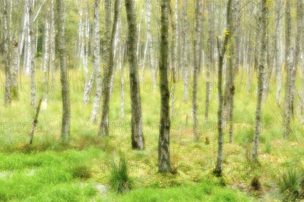 Birch quarry forest in a moor in autumn, double exposure with picturesque effect, Müritz National Park, Serrahn sub-area, Mecklenburg-Western Pomerania, Germany
