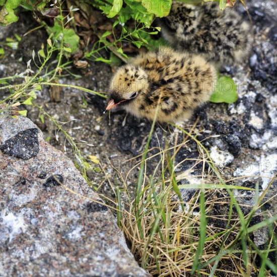 Arctic tern (Sterna paradisaea), chick in nest, Tönning, Wadden Sea National Park, North Frisia, Germany