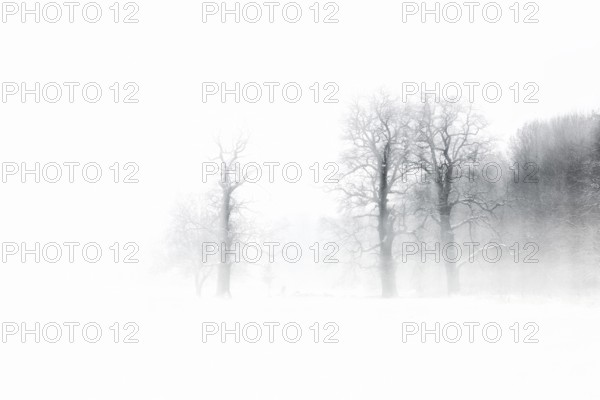 Gnarled oaks in a snowstorm, abstract, black and white, near Naumburg, Burgenlandkreis, Saxony-Anhalt, Germany