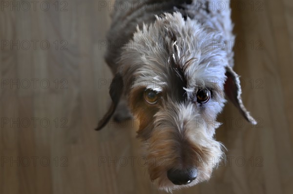 Portrait of a rough-haired dachshund (Canis lupus familiaris), Baden-Württemberg, Germany