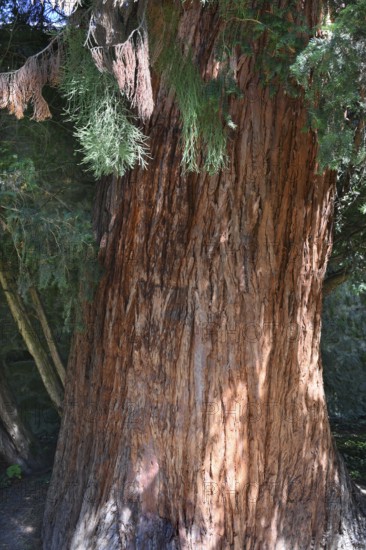Trunk of a sequoia tree (Sequoioideae), Offenburg. Baden-Württemberg, Germany