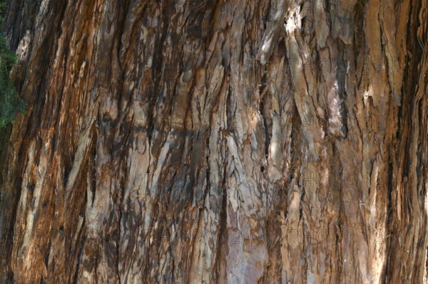 Bark of a sequoia tree (Sequoioideae), Offenburg. Baden-Württemberg, Germany