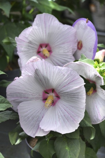 Hibiscus flower or marshmallow flower (Hibiscus moscheutos), Bavaria, Germany