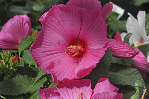 Hibiscus flower or marshmallow flower (Hibiscus moscheutos), Bavaria, Germany