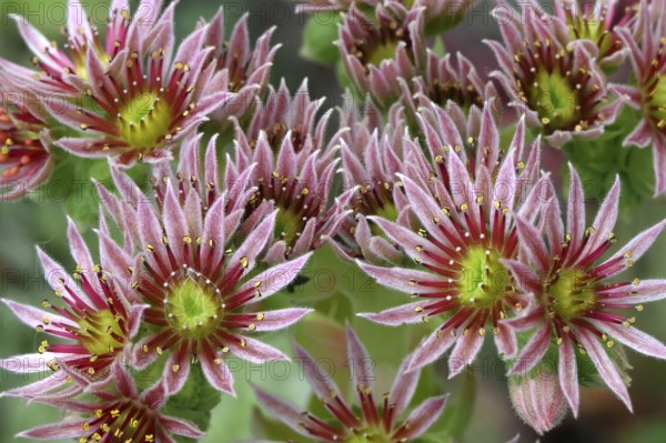 Flowering roof houseleek (Sempervivum tectorum), Baden-Württemberg, Germany