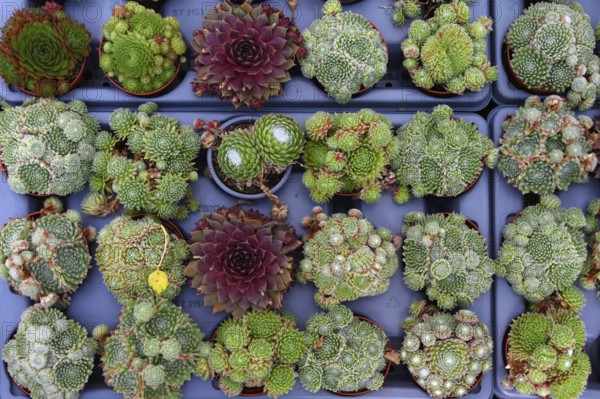 Various species of houseleeks (Sempervivum) in a nursery, Baden-Württemberg, Germany