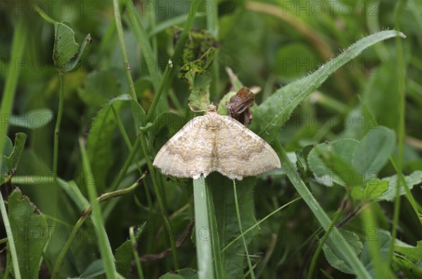 Yellow Shell moth (Camptogramma bilineata), Macro, Grass, Germany, The moth sits with spread wings in the meadow