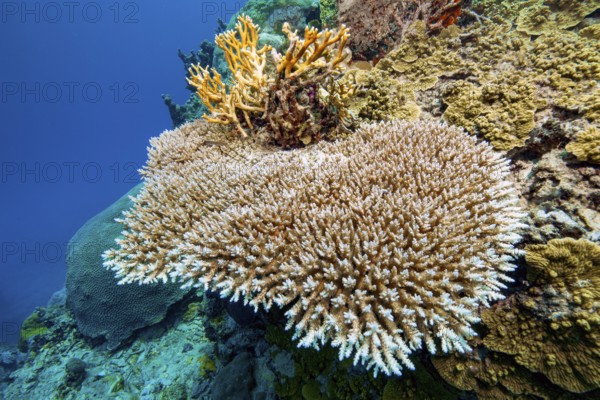 Underwater photo of Hyacinth Table Coral (Acropora hyacinthus) growing on steep wall of deep sloping coral reef at the edge of Yap Trench near Mariana Trench, Pacific Ocean, Yap Island, Yap State, Caroline Islands, FSM, Federated States of Micronesia, Australia, Oceania