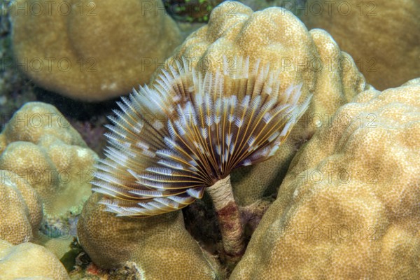 Underwater photo of Indian Feather Duster Worm (Sabellastarte spectabilis) extending tentacles feeding on plankton, Pacific Ocean, Yap Island, Yap State, Caroline Islands, FSM, Federated States of Micronesia, Australia, Oceania