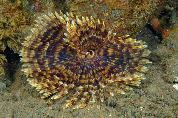 Underwater photo of Indian Feather Duster Worm (Sabellastarte spectabilis) extending tentacles to feed on plankton, Pacific Ocean, Bali, Indonesia
