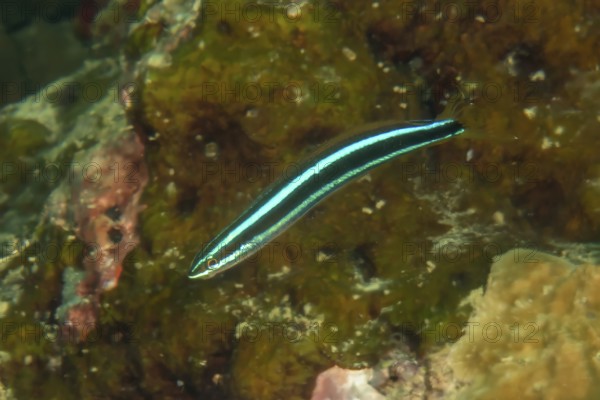 Underwater photo Close-up of blue-striped sabre-toothed blenny (Plagiotremus rhinorhynchos) Blue-striped blenni Blue-striped blenni, Pacific Ocean, Yap Island, Yap State, Caroline Islands, FSM, Federated States of Micronesia, Australia, Oceania