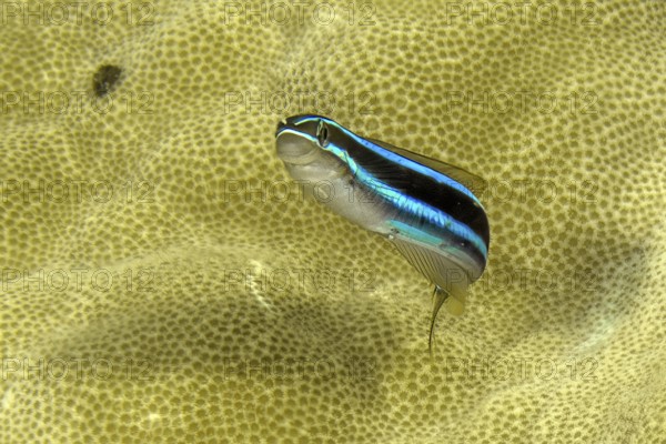 Underwater photo Close-up of blue-striped sabre-toothed blenny (Plagiotremus rhinorhynchos) Blue-striped blenni Blue-striped blenni in front of small-pored stony coral (Acropora), Pacific Ocean, Yap Island, Yap State, Caroline Islands, FSM, Federated States of Micronesia, Australia, Oceania