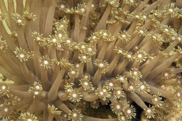 Underwater photo of sunshine coral (Goniopora djiboutiensis) Sunshine coral stretches out polyps catches plankton, Pacific, Yap Island, Yap State, Caroline Islands, FSM, Federated States of Micronesia, Australia, Oceania