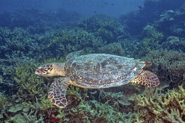 Underwater photo of Hawksbill sea turtle (Eretmochelys imbricata) swimming through tropical coral reef intact coral landscape, Pacific Ocean, Yap Island, Yap State, Caroline Islands, FSM, Federated States of Micronesia, Australia, Oceania