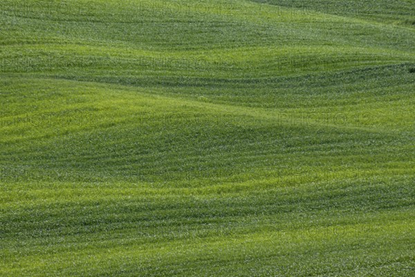 Green hilly landscape with gentle waves of grass conveys peace and harmony, Tuscany, Italy