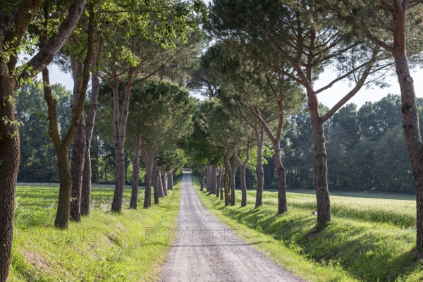 A narrow path lined with tall pine trees that leads into the distance. Sunlight and shade create a peaceful atmosphere, Tuscany, Italy